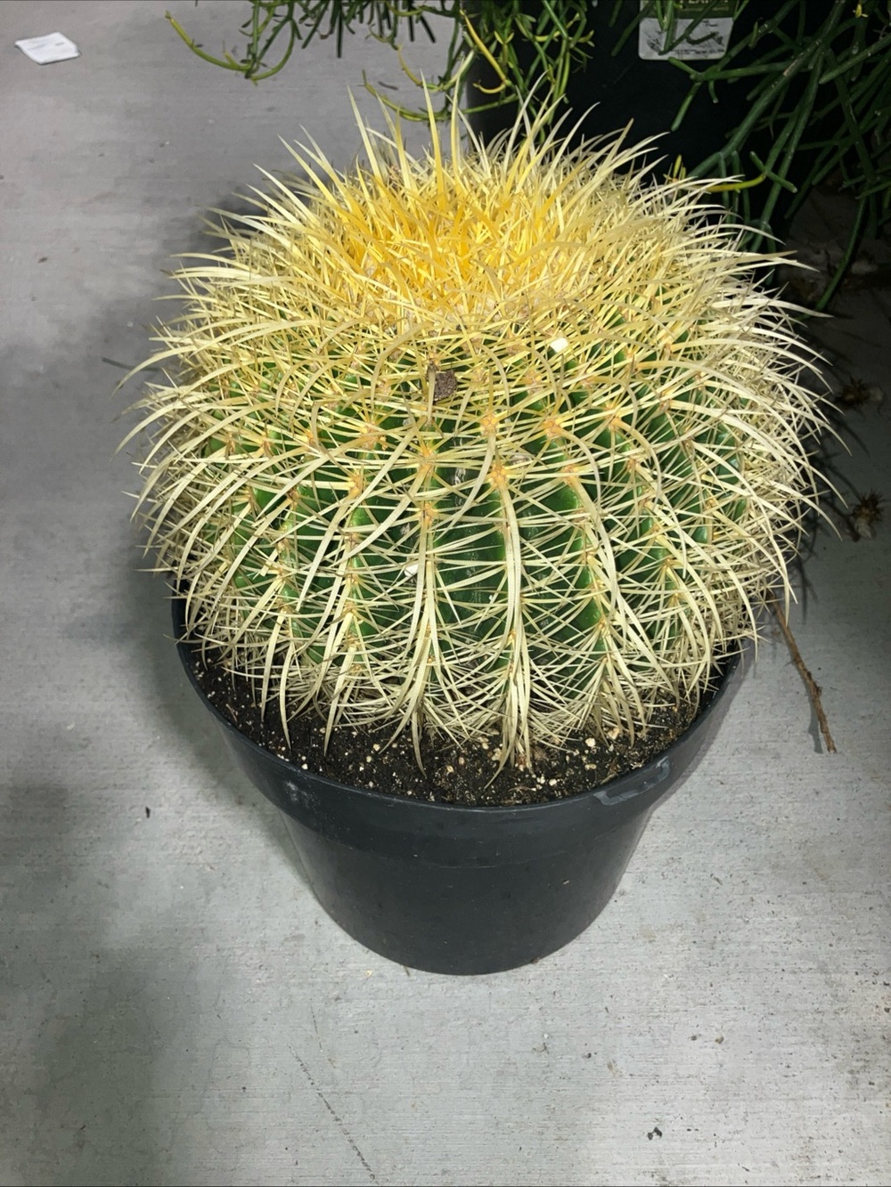Golden barrel cactus , bare root , 5 lbs to 10 lbs, live plant